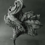 Il fotografo peruviano Juan Borja ritrae foglie secche in modo poetico ed elegante.