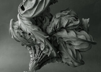 Il fotografo peruviano Juan Borja ritrae foglie secche in modo poetico ed elegante.