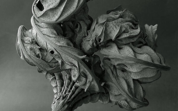 Il fotografo peruviano Juan Borja ritrae foglie secche in modo poetico ed elegante.