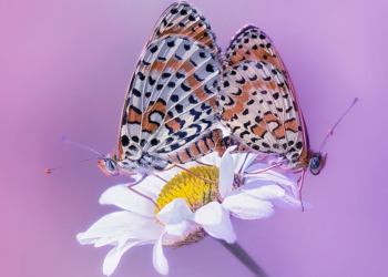 Melitaea didyma fotografata da Fabrizio Daminelli