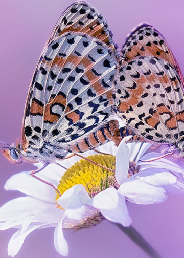 Melitaea didyma fotografata da Fabrizio Daminelli