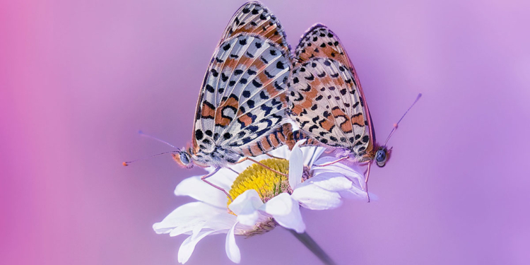 Melitaea didyma fotografata da Fabrizio Daminelli