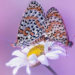 Melitaea didyma fotografata da Fabrizio Daminelli