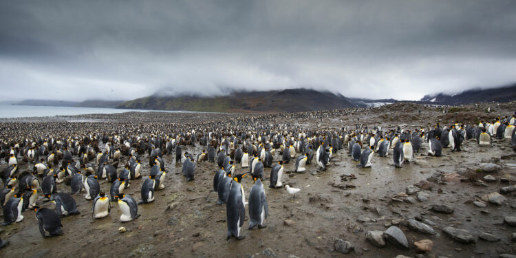 Cinque giorni a scattare foto in compagnia di 120.000 pinguini