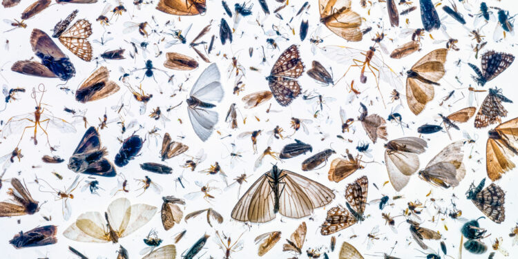 Close-up Photographer of the Year 2021