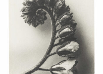 Poetry of Plants – Photographs by Karl Blossfeldt and Jim Dine