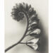 Poetry of Plants – Photographs by Karl Blossfeldt and Jim Dine