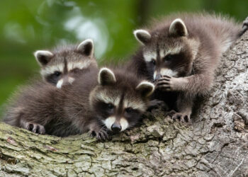 Comedy Wildlife Photography Awards 2022