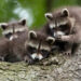Comedy Wildlife Photography Awards 2022