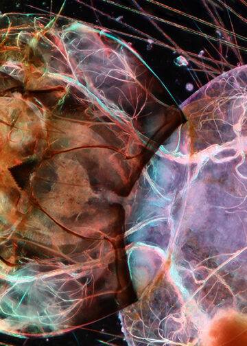 Zeiss Microscopy Image Contest 2022, i vincitori