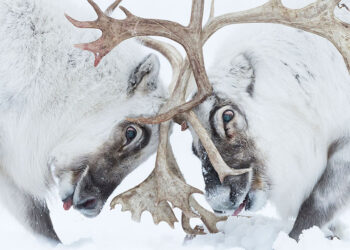 Wildlife Photographer of the Year. I vincitori della 57ª edizione in mostra a Milano
