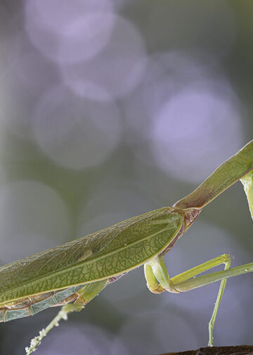 Laowa 58mm f/2,8 2x Ultra Macro Apo: arriva il “normale”