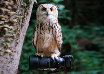 Tamron va lungo su Fujifilm: arriva il 150-500mm f/5-6,7 Di III VC VXD