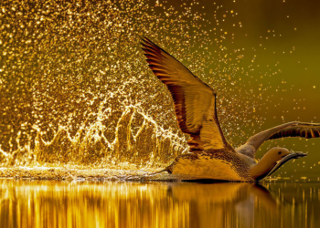 Glanzlichter 2023. Un viaggio tra le meraviglie della natura