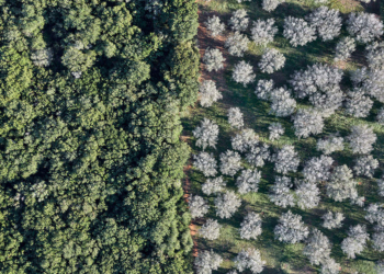 Edward Burtynsky: Xylella Studies