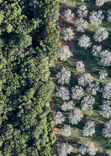 Edward Burtynsky: Xylella Studies