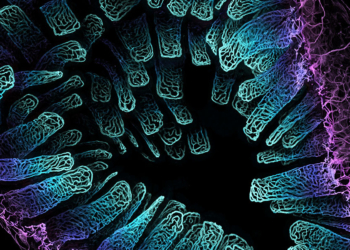 Nikon Small World Photomicrography Competition 2023