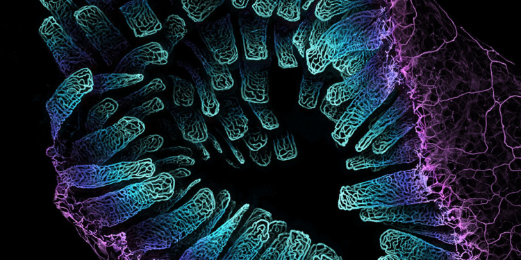 Nikon Small World Photomicrography Competition 2023