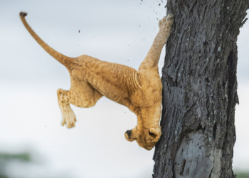Jennifer Hadley The Comedy Wildlife Photography Awards 2022