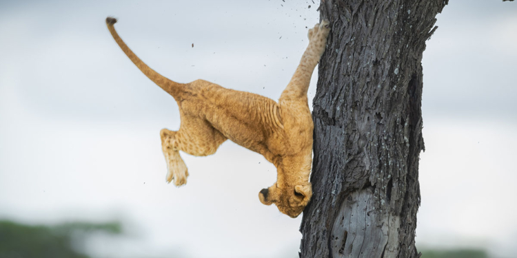 Jennifer Hadley The Comedy Wildlife Photography Awards 2022