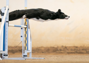 Dog Photography Awards 2022