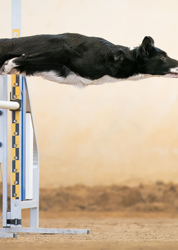 Dog Photography Awards 2022