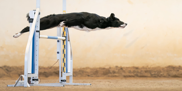Dog Photography Awards 2022