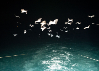 Italian Sustainability Photo Award 2023