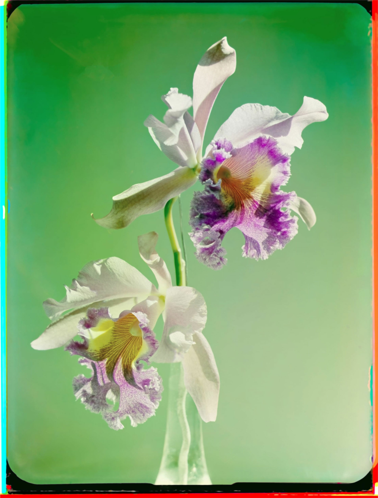 Werner Bischof, "Orchidee", Zurigo, 1943. Stampa a getto d'inchiostro da ricostruzione digitale, 2022