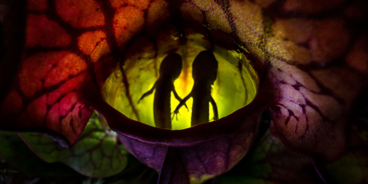 Samantha Stephens, vincitrice assoluta del Close-up Photographer of the Year 2022