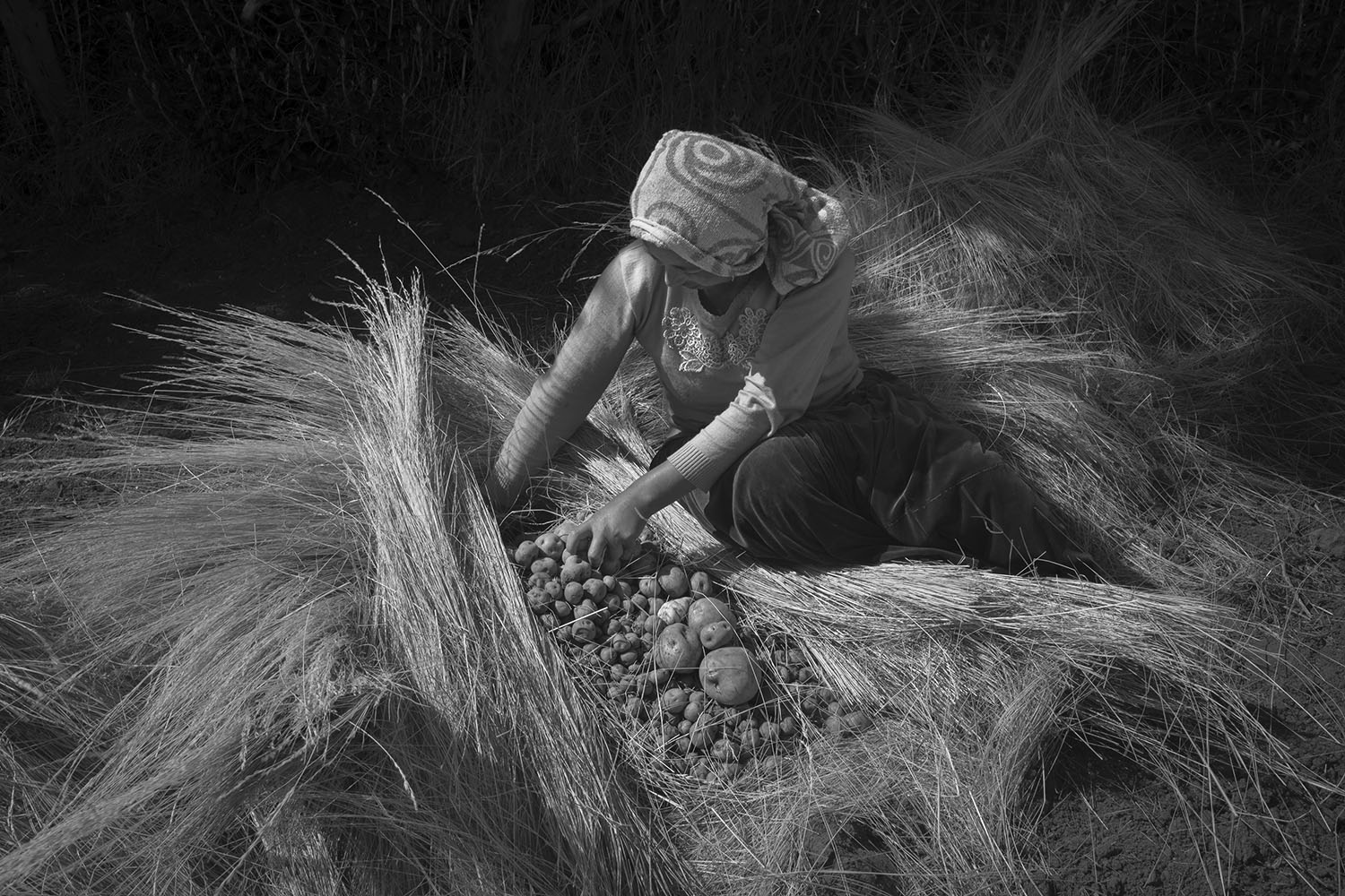 Alessandro Cinque: Perù, a toxic state. Il raccolto di patate mostrato da una donna.