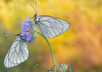 Farfalle fotografate con la tecnica del focus stacking da Mauro Santucci