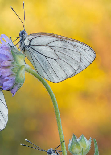 Farfalle fotografate con la tecnica del focus stacking da Mauro Santucci