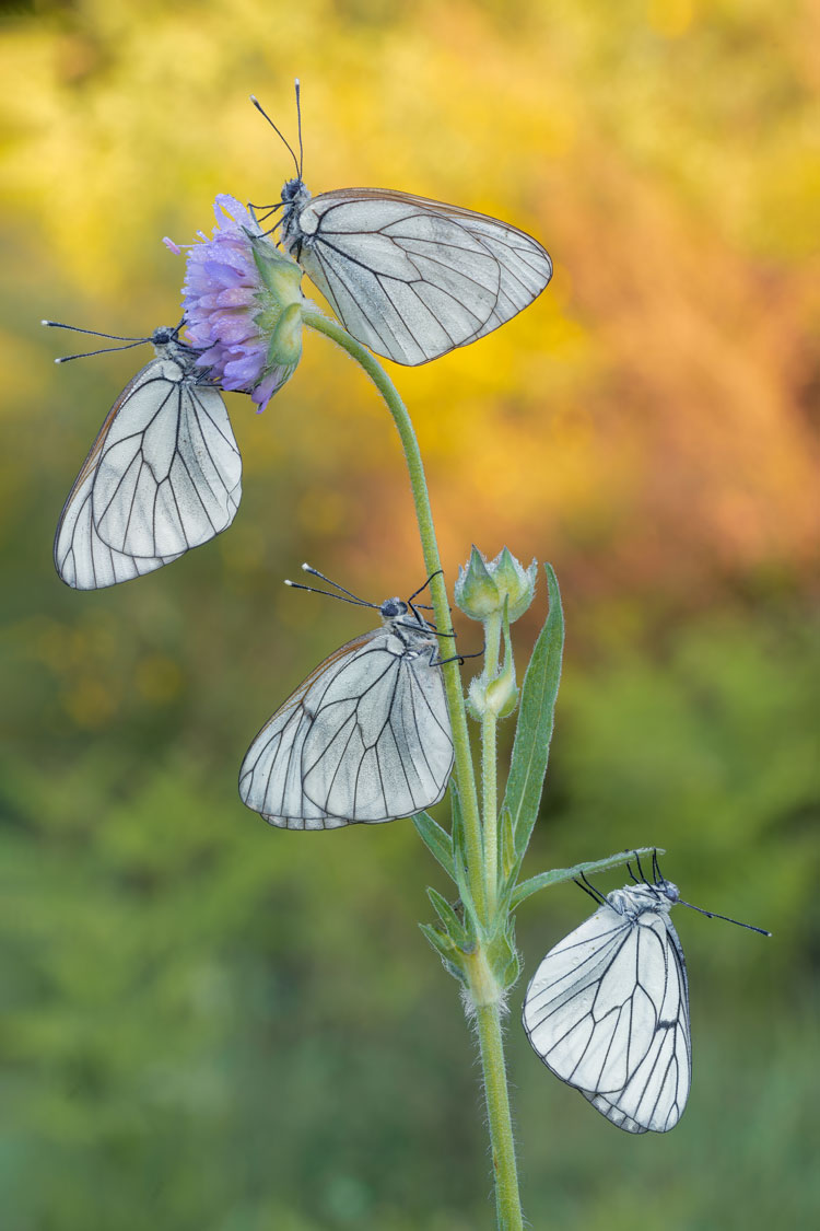 Farfalle fotografate con la tecnica del focus stacking da Mauro Santucci