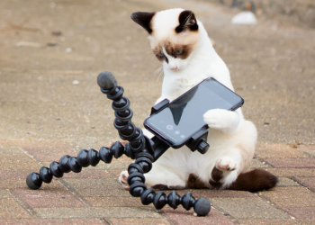 © Kenichi Morinaga, Menzione d'onore Comedy Pet Photography Awards 2022, gatto con smartphone