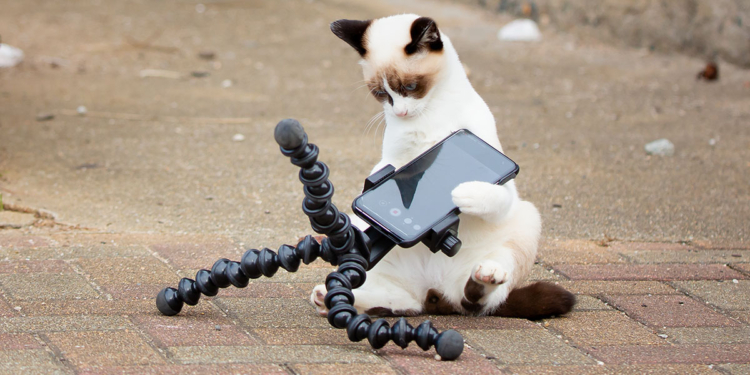 © Kenichi Morinaga, Menzione d'onore Comedy Pet Photography Awards 2022, gatto con smartphone