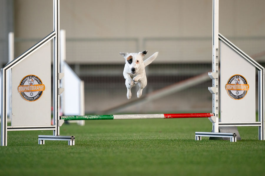 fotografia di un cane in gara durante una competizione di Agility Dog