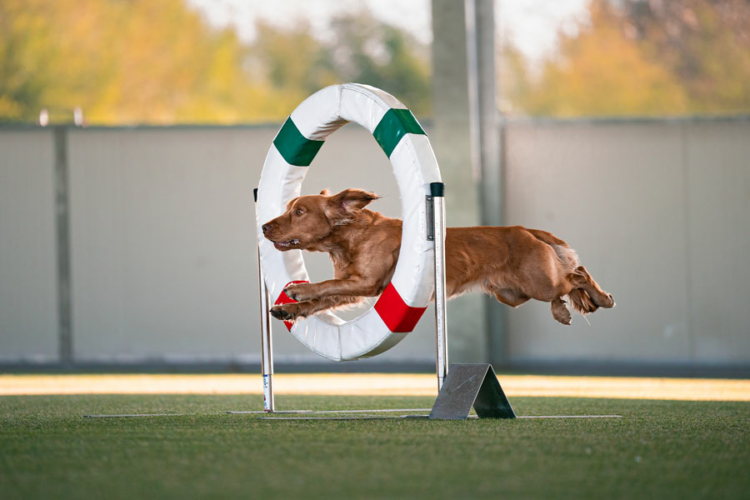 fotografia di un cane in gara durante una competizione di Agility Dog