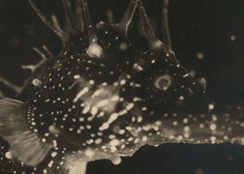 Jean Painlevé. Feet in the Water – la mostra