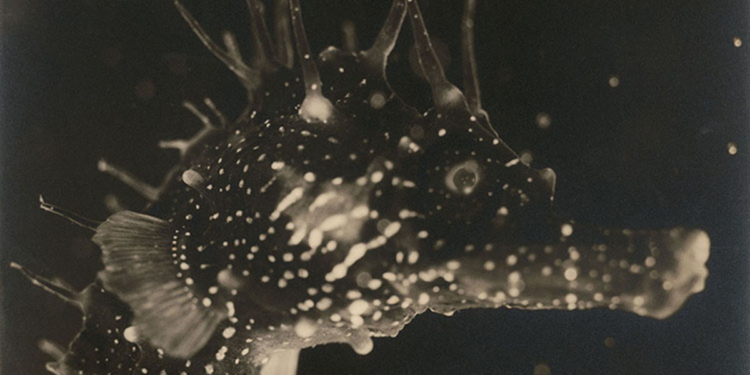 Jean Painlevé. Feet in the Water – la mostra