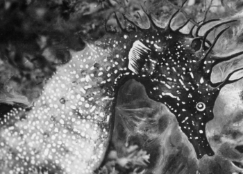 Jean Painlevé, Ippocampo tra le alghe