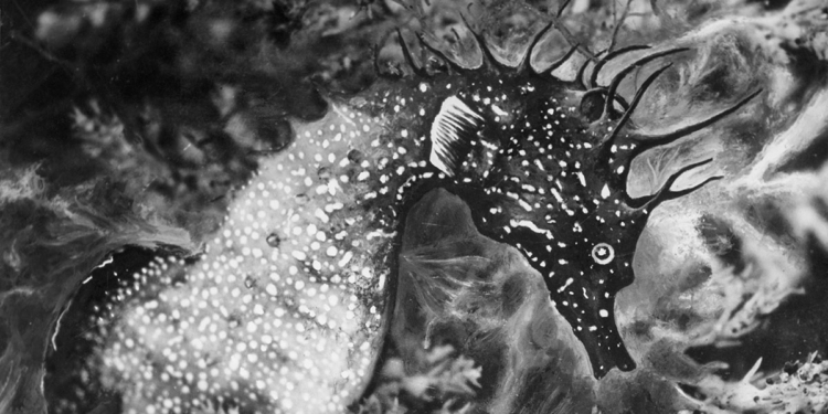 Jean Painlevé, Ippocampo tra le alghe