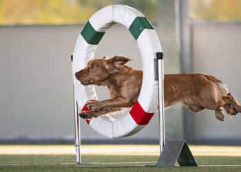 Come fotografare cani sportivi