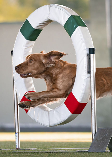 Come fotografare cani sportivi