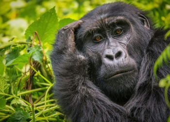 Libro Africa Viaggio nei grandi parchi nazionali Parco nazionale impenetrabile di Bwindi Uganda © Shutterstock