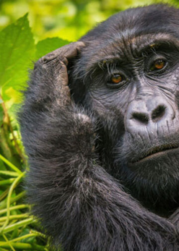 Libro Africa Viaggio nei grandi parchi nazionali Parco nazionale impenetrabile di Bwindi Uganda © Shutterstock