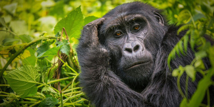 Libro Africa Viaggio nei grandi parchi nazionali Parco nazionale impenetrabile di Bwindi Uganda © Shutterstock