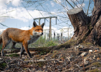 © Charlie Page, vincitore assoluto e vincitore della categoria Urban Wildlife del British Wildlife Photography Awards 2023