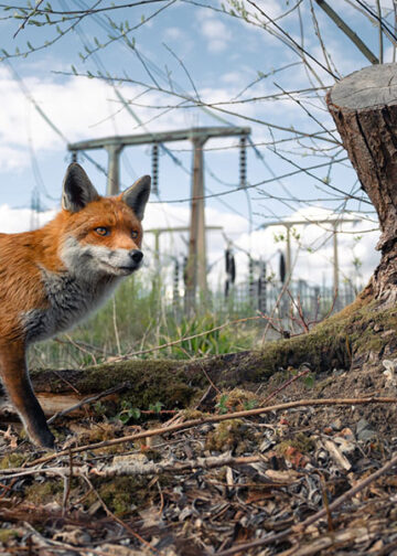 © Charlie Page, vincitore assoluto e vincitore della categoria Urban Wildlife del British Wildlife Photography Awards 2023