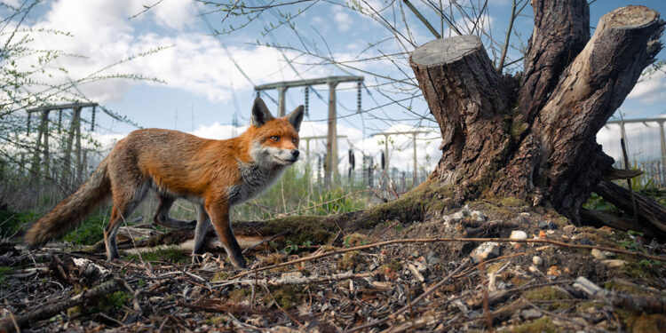 © Charlie Page, vincitore assoluto e vincitore della categoria Urban Wildlife del British Wildlife Photography Awards 2023